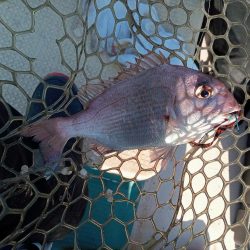 伊島近海鯛ラバ