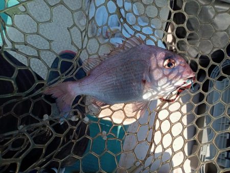 伊島近海鯛ラバ