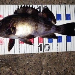 活性は高くない。