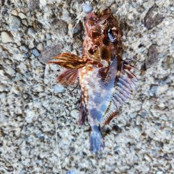 大きさの割に引きが