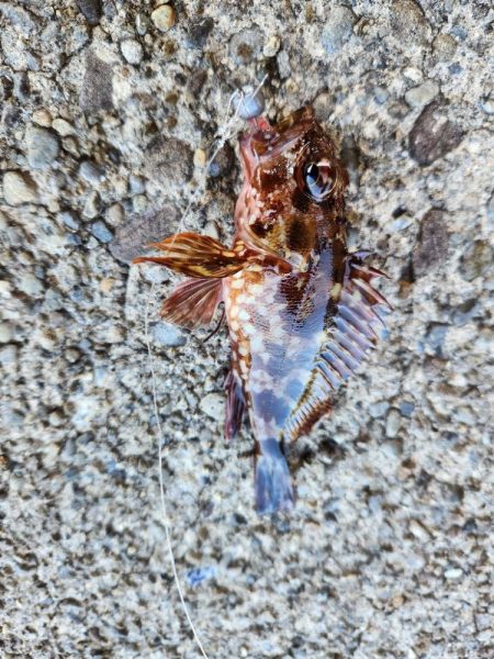 大きさの割に引きが