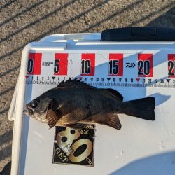 遠投カゴ釣りで真鯛狙い