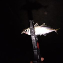 和歌山雑賀崎アジング