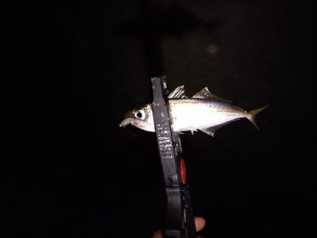 和歌山雑賀崎アジング