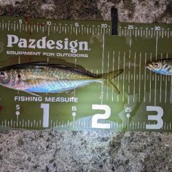 激渋、真夜中アジング