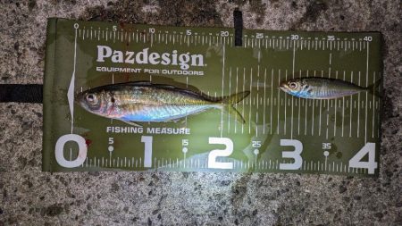 激渋、真夜中アジング