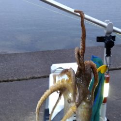 苅屋海岸の投げ釣り