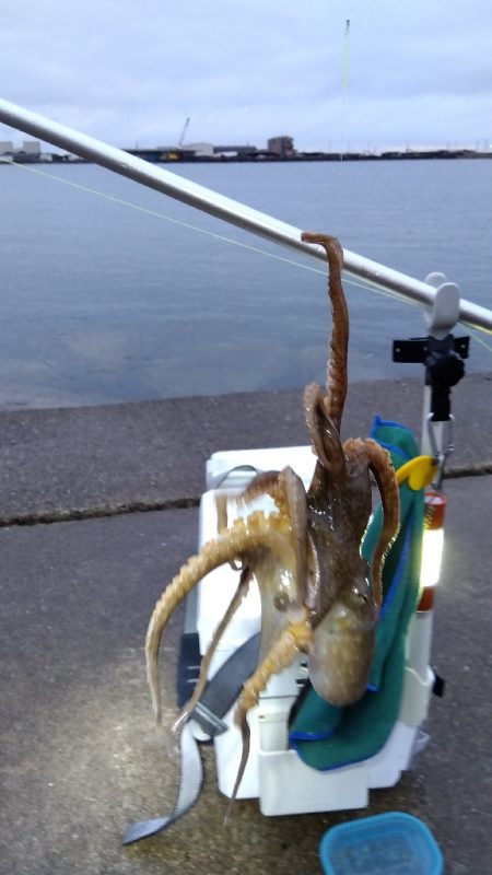 苅屋海岸の投げ釣り