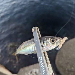 陸っぱり釣行記