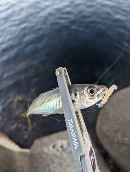 陸っぱり釣行記