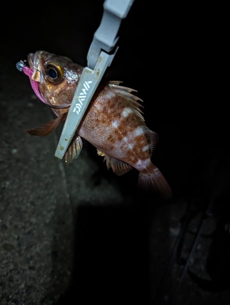 陸っぱり釣行記