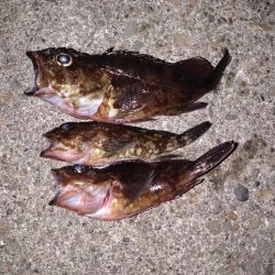 穴釣りに目覚めた!