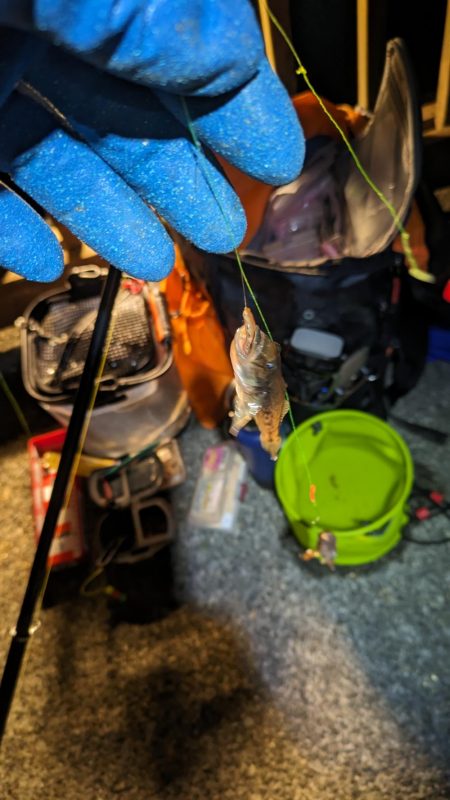 旧中川 落ちハゼ 夜釣り 初釣り