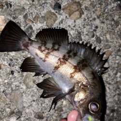 ライトゲーム初め