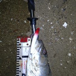 釣り初め(リベンジ)