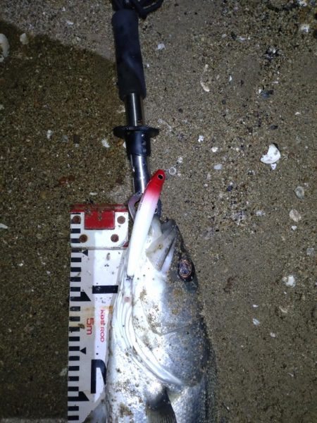 釣り初め(リベンジ)