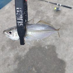 和歌山雑賀崎へ