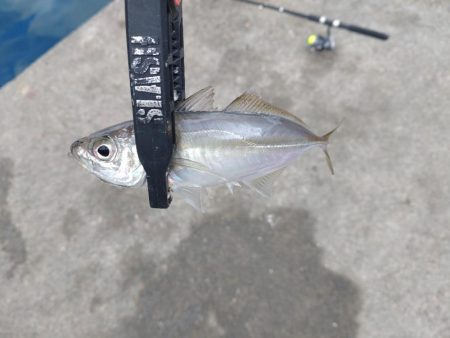 和歌山雑賀崎へ