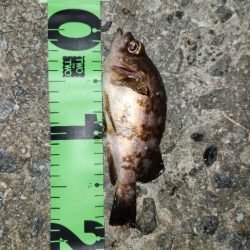 メバリングはムズいのか簡単なのか？