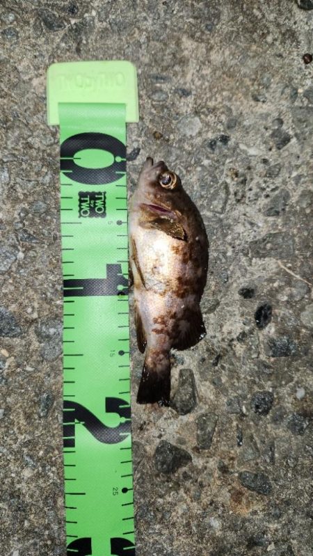 メバリングはムズいのか簡単なのか？