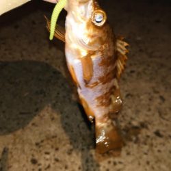 意を決して初釣りへ