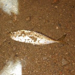 前半は楽しかったのになぁ