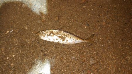 前半は楽しかったのになぁ