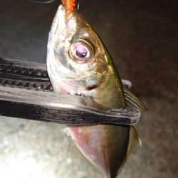 攻撃的アジングが好きですが何か？