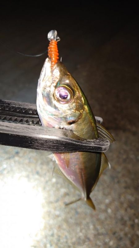 攻撃的アジングが好きですが何か？