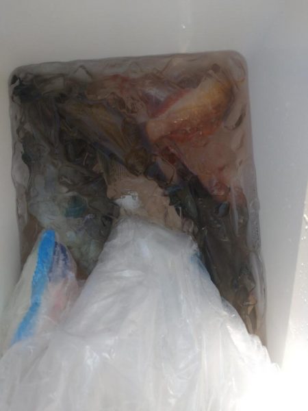 今年最初の船釣りウマズラリベンジ便！！