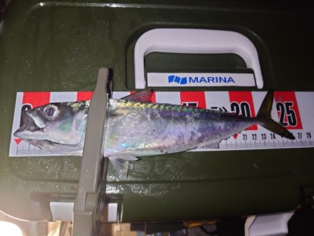 釣り初めアジング🎣