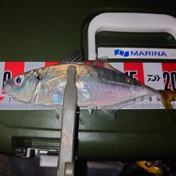 ジグ単アジング🎣