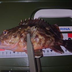 ボウズ続きなので魚に触れたい…