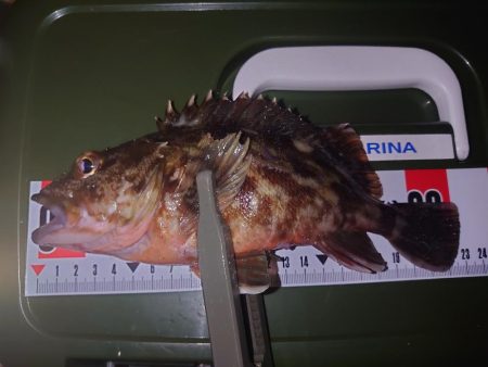 ボウズ続きなので魚に触れたい…