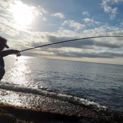 和歌山市江（吉丸渡船）でグレ釣り