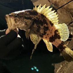 鯵道復活フィッシング