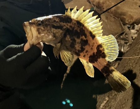 鯵道復活フィッシング