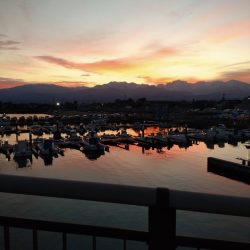 ヤリイカ1杯（お）