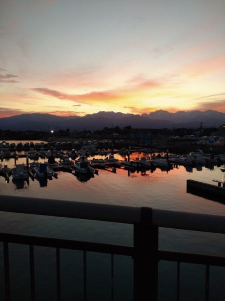 ヤリイカ1杯（お）