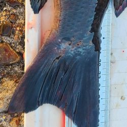 和歌山市江（吉丸渡船）でグレ釣り