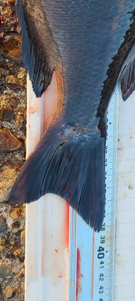 和歌山市江（吉丸渡船）でグレ釣り