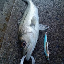 プチsalt water game