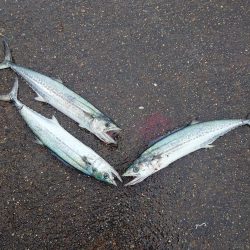 年明けからサゴシ