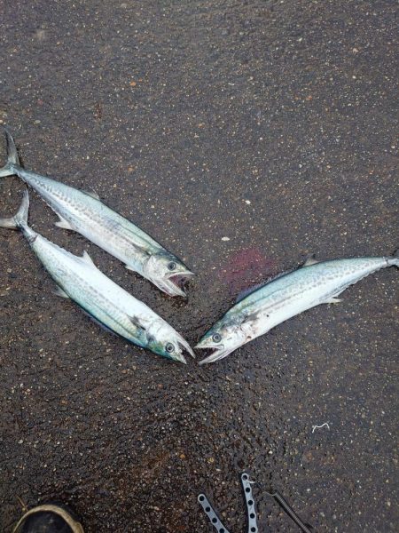 年明けからサゴシ