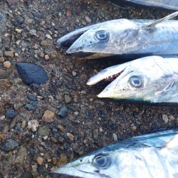 大荒れの次の日