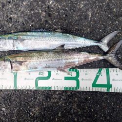 サゴシ減ってます。