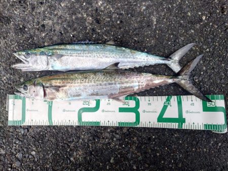 サゴシ減ってます。