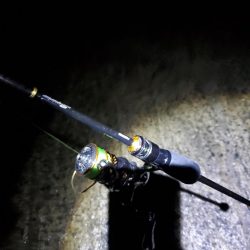 アジング　好調