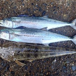 休み最後のサゴシとマゴチ