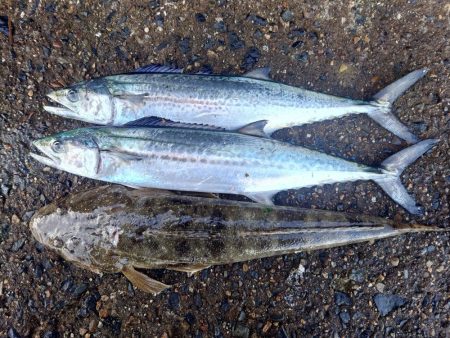 休み最後のサゴシとマゴチ